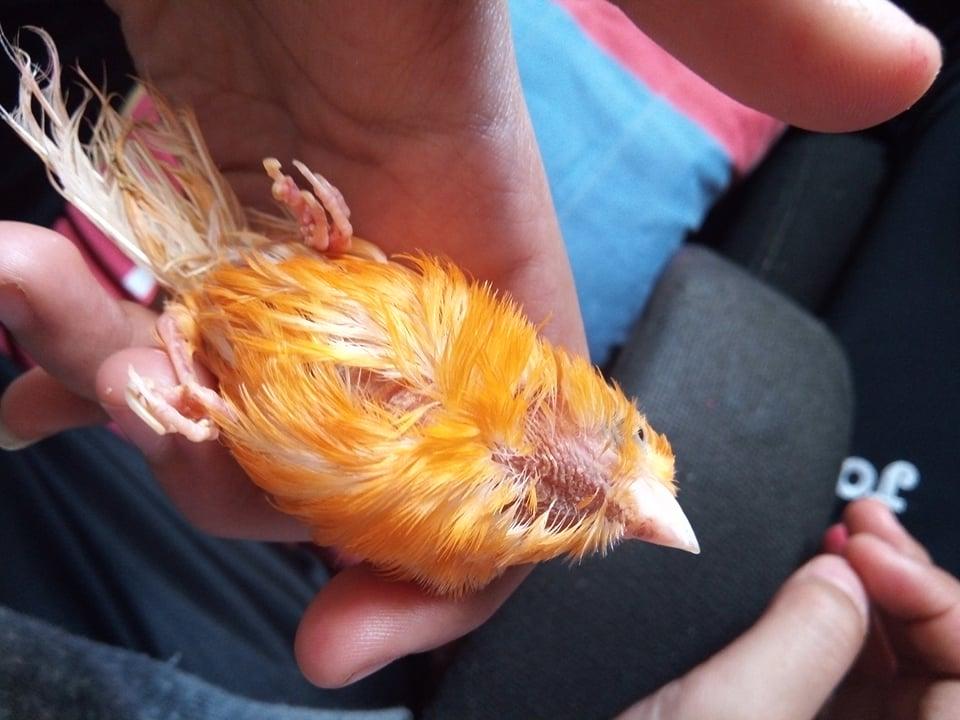 صورة