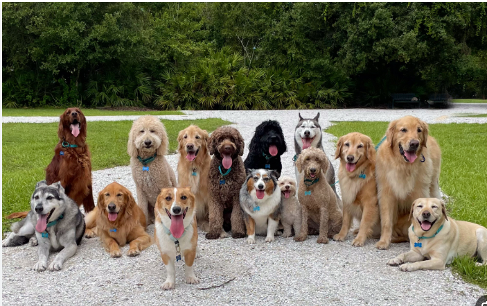 Happy dog – free puppy training and grooming books