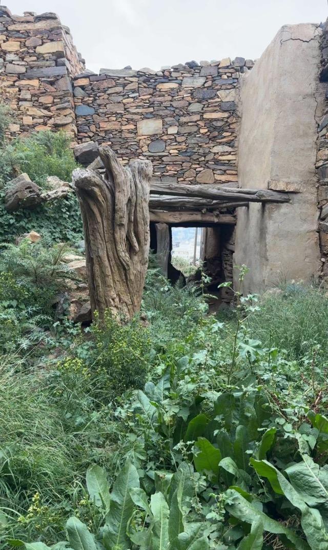 ����� ���� ������