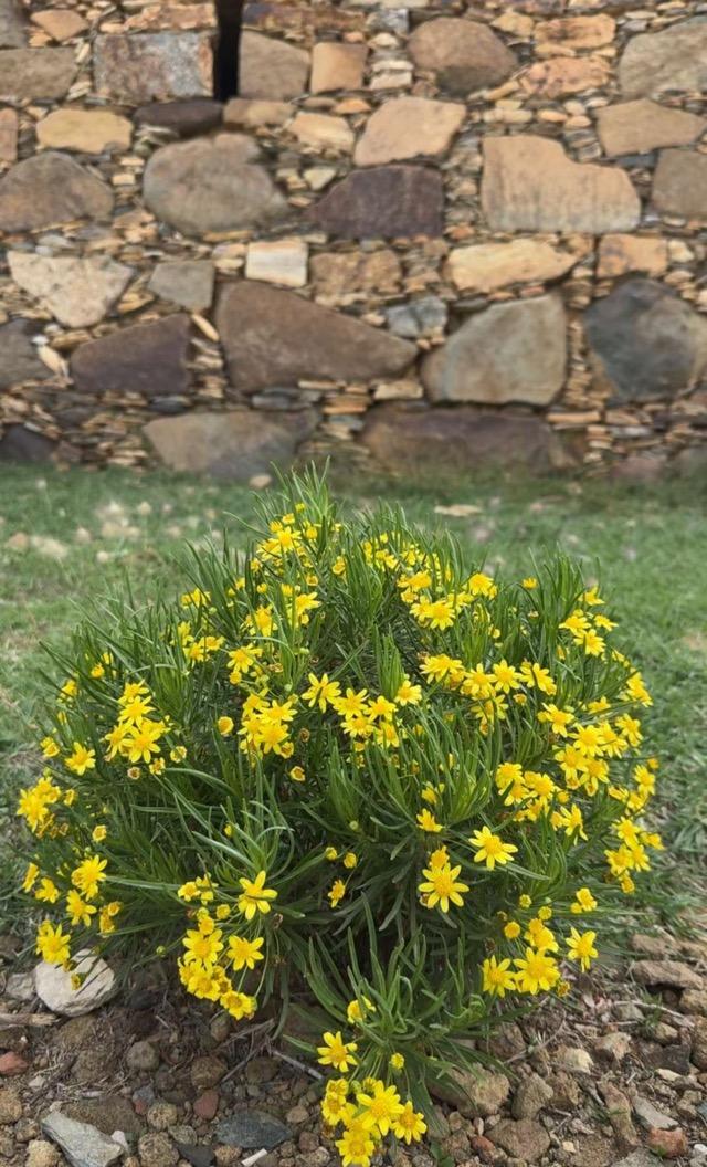 ����� ���� ������