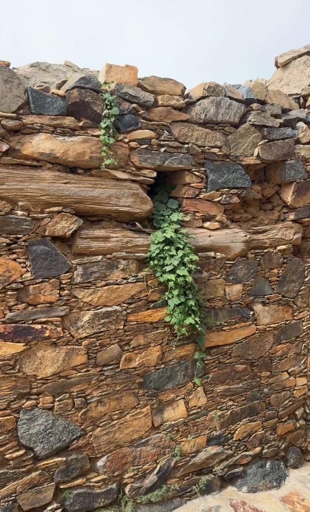 ����� ���� ������