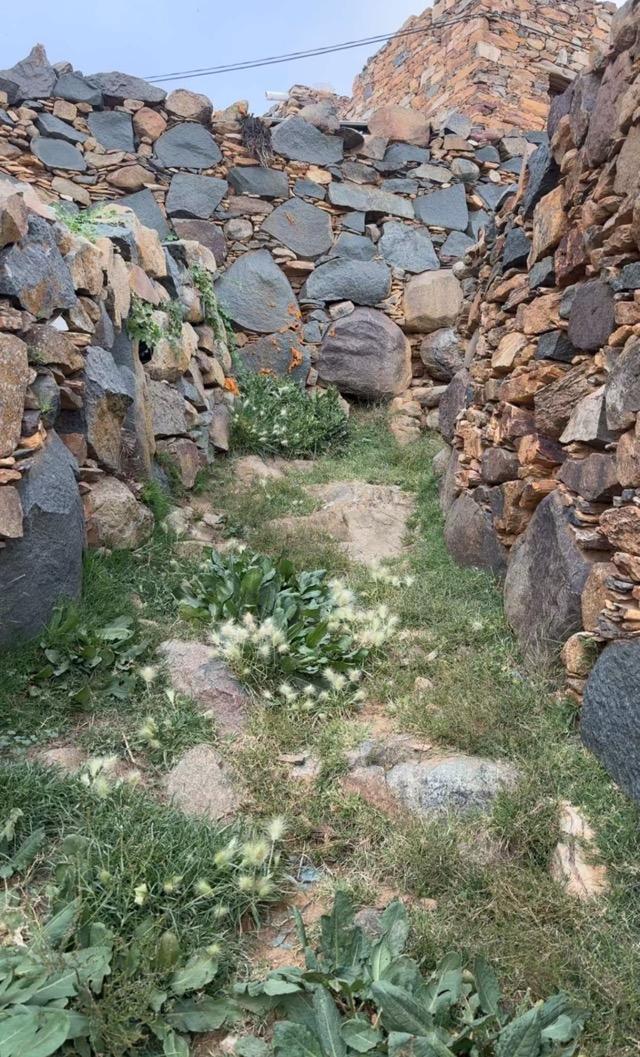 ����� ���� ������