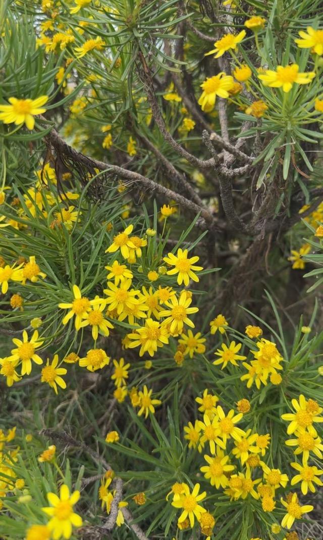 ����� ���� ������