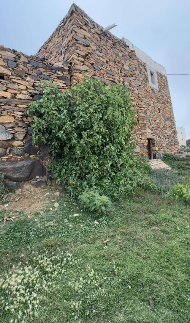 ����� ���� ������