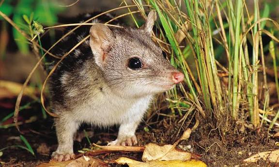 نقره لعرض الصورة في صفحة مستقلة